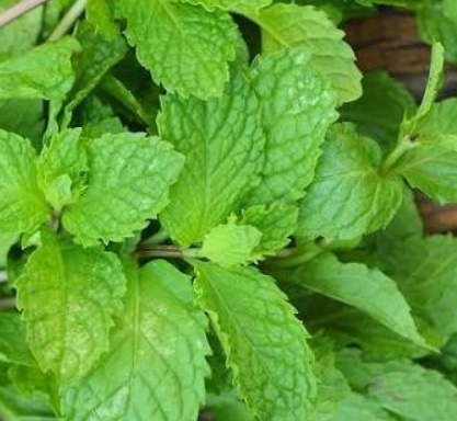 فروش عرق نعناع فلفلی