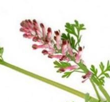 فروش عرق شاتره