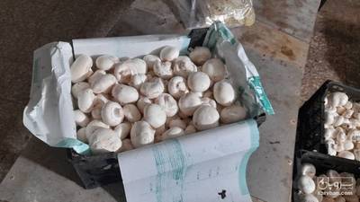 فروش قارچ دکمه ای