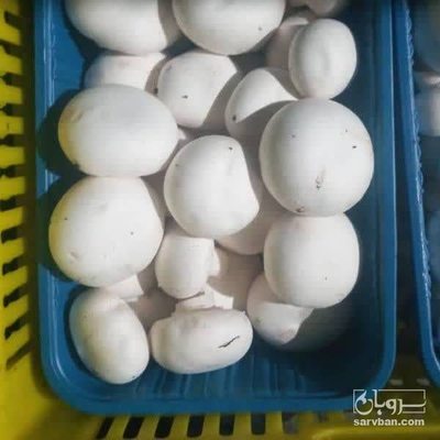 فروش قارچ دکمه ای