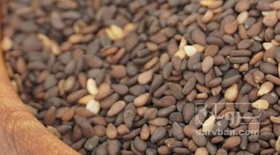 فروش کنجد طلایی