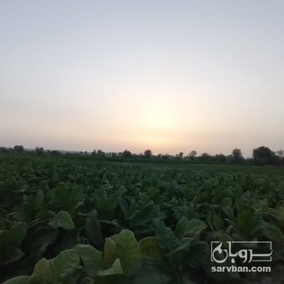 فروش توتون-تنباکو