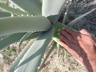 فروش آلوئه ورا