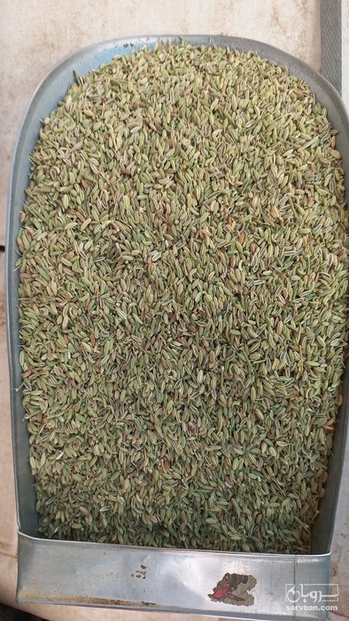 فروش رازیانه