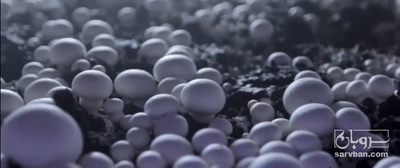 فروش قارچ دکمه ای