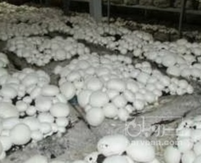 فروش قارچ دکمه ای