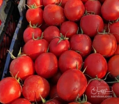 فروش گوجه فرنگی