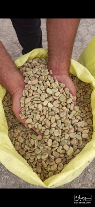 فروش باقالی خشک-باقالی تازه