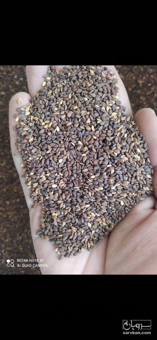 فروش کنجد قهوه ای