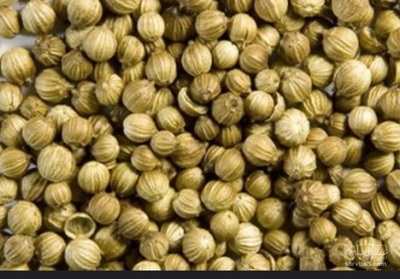 فروش تخم گشنیز