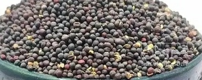 فروش کلزا