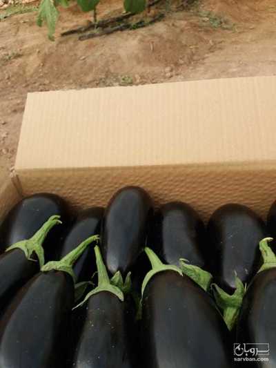 فروش بادمجان کاپی