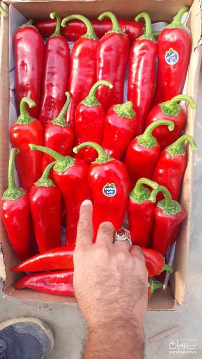 فروش فلفل
