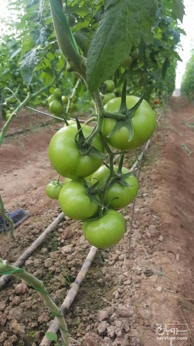 فروش گوجه فرنگی 2