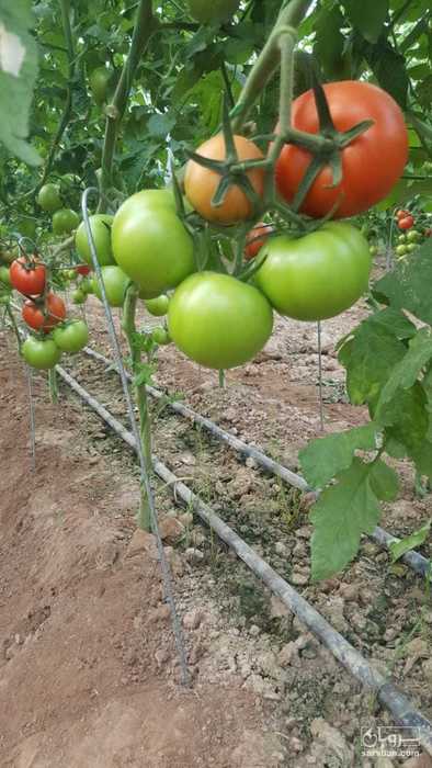 فروش گوجه فرنگی