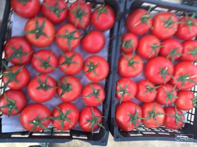 فروش گوجه فرنگی4129