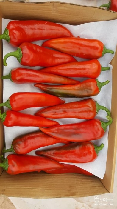 فروش فلفل کاپی