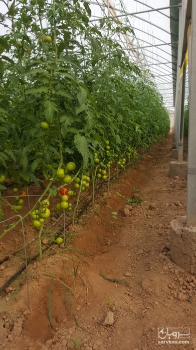 فروش گوجه فرنگی 3