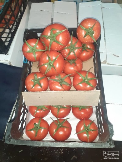 فروش گوجه فرنگی