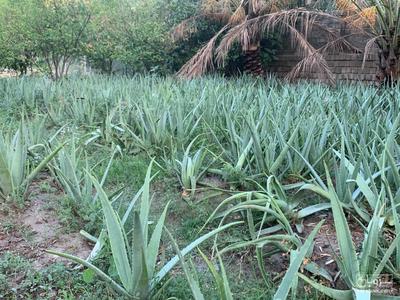 فروش آلوئه ورا