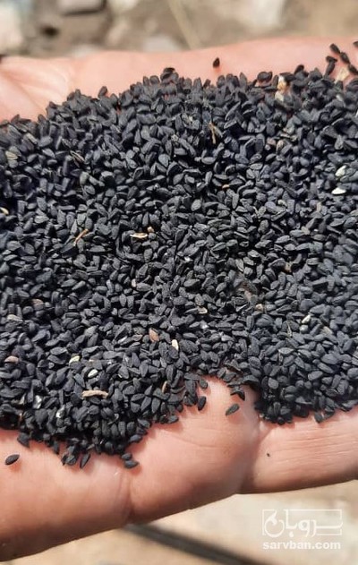 فروش سیاهدانه