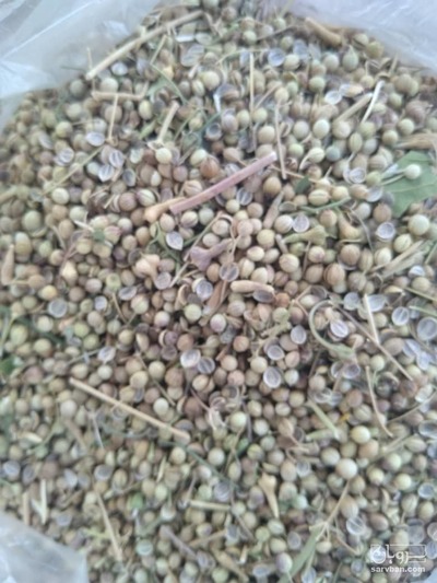 فروش تخم گشنیز