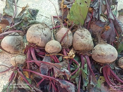 فروش چغندر لبو