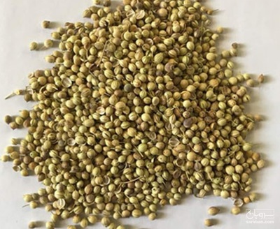 فروش تخم گشنیز