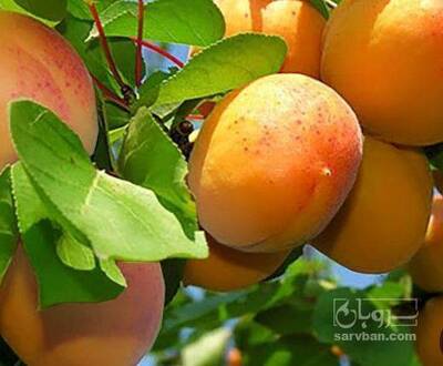 فروش زردآلو