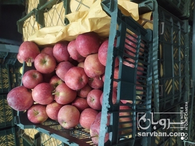 فروش سیب قرمز