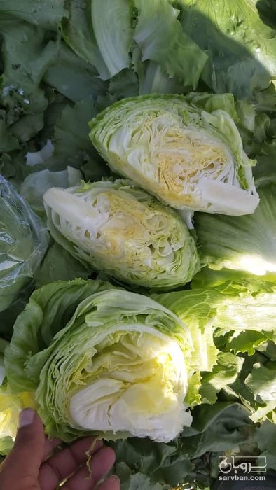 فروش کاهو آیسبرگ