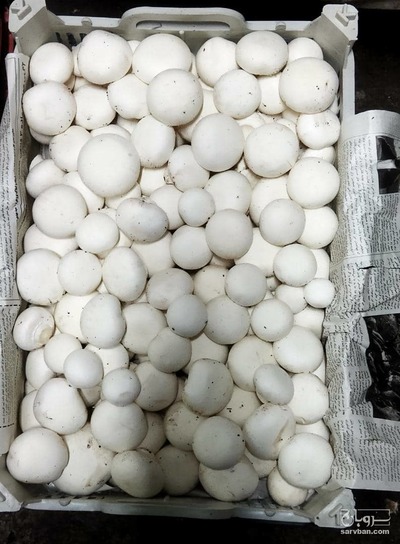 فروش قارچ دکمه ای