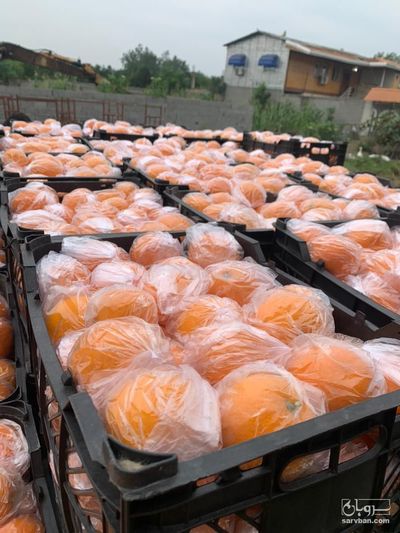 فروش پرتقال تامسون