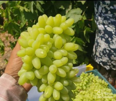 فروش انگور کاشمری