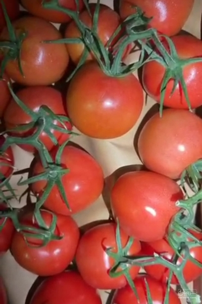 فروش گوجه فرنگی خوشه ای