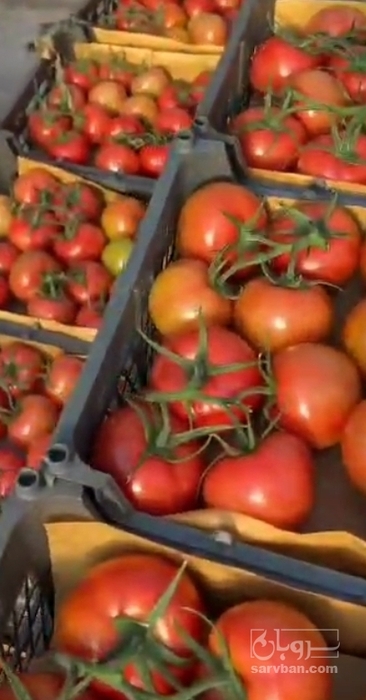 فروش گوجه فرنگی