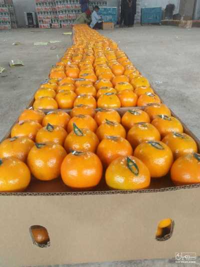 فروش نارنگی پاکستانی