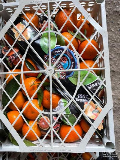 فروش نارنگی پچ شمال