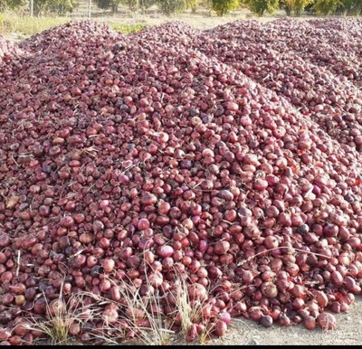 فروش پیاز قرمز