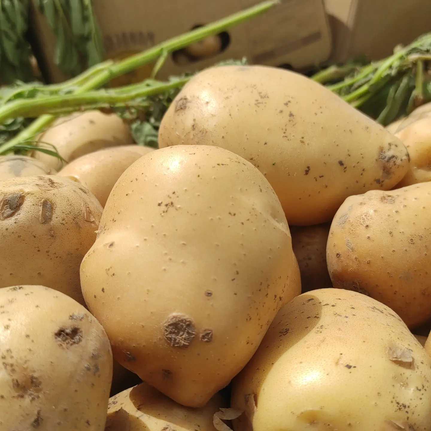 فروش سیب زمینی