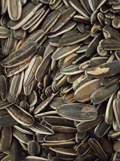 فروش تخمه افتابگردان