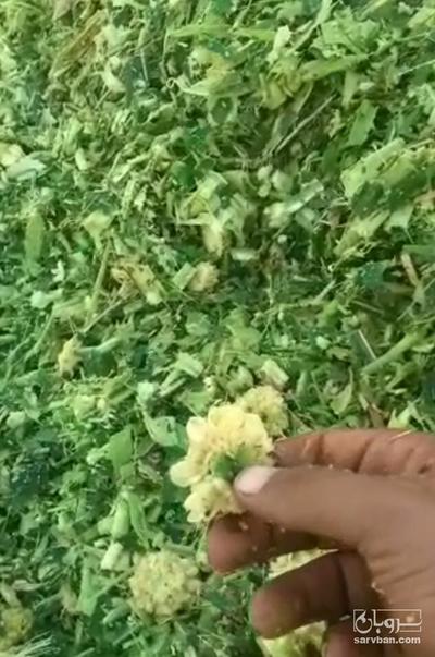 فروش چاپر ذرت - سیلاژ ذرت