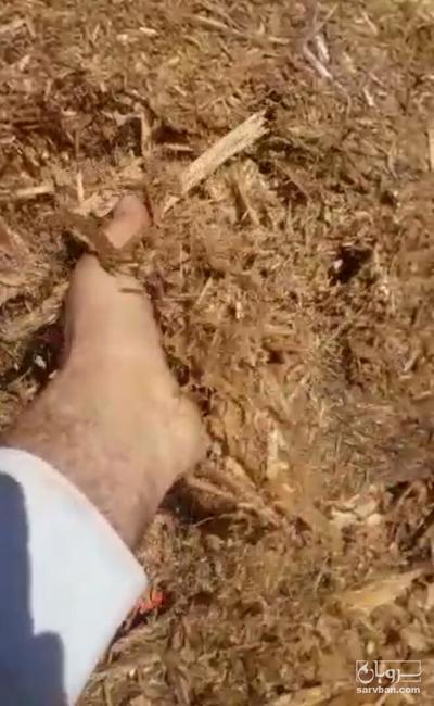 فروش کاه  نیشکر