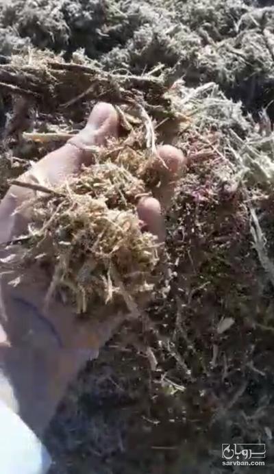 فروش  کاه نیشکر