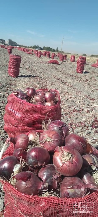 فروش پیاز قرمز
