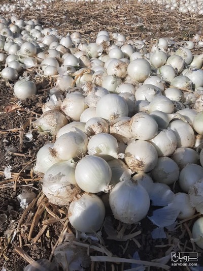 فروش پیاز سفید