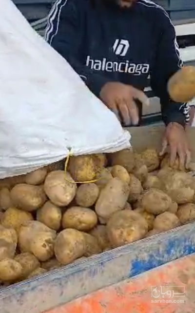 فروش سیب زمینی بامبا