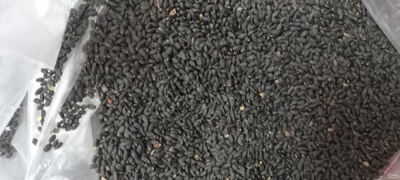 فروش بذر ریحان