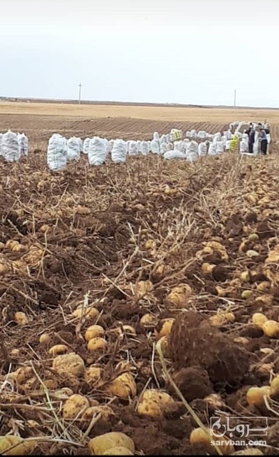 فروش سیب زمینی بامبا