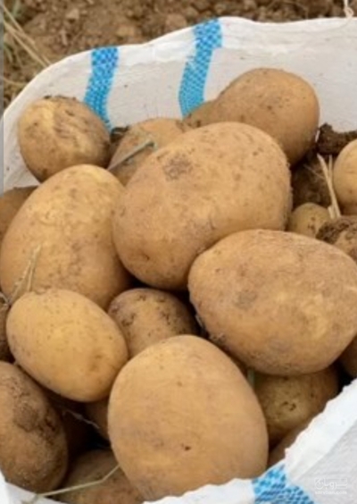فروش سیب زمینی